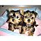 Best-companion-t-cup-yorkie-puppies-available-now-for-free