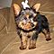 Two-gorgeous-teacup-yorkie-puppies-to-loving-homes