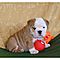 Pure-english-bulldog-puppies-for-rehoming