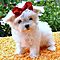 Adorable-male-and-female-maltese-puppies-for-free-adoption