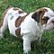 Affectionate-english-bulldogs-now-available-for-x-mas