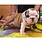 Cute-adorable-bull-dog-puppies-ready-for-loving-home
