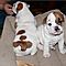 Adorable-english-bulldog-puppies-for-adoption