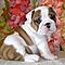 Pure-bred-akc-english-bully-pups-for-adoption