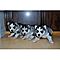 Iberian-husky-puppies-for-rehoming