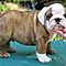 Gorgeous-english-bulldog-pupies-for-rehoming